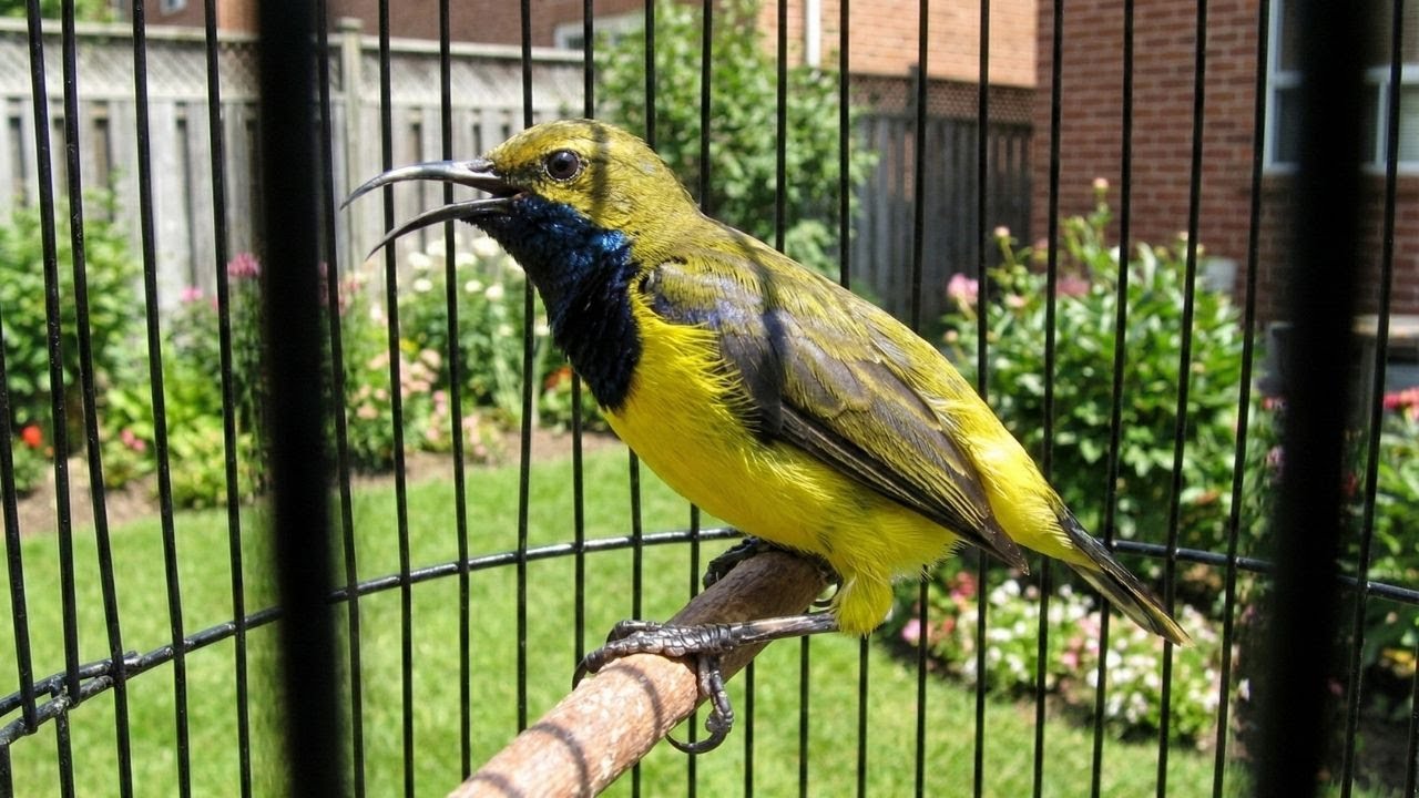 MASTERAN SOGON FULL ISIAN 2026 – Suara Jernih, Nembak Panjang, Cocok Untuk Latihan Lomba