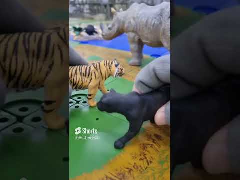 Tiger vs Black panther 호랑이 vs <strong>흑표범</strong>