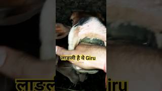 लाङली Giruindigenous cowA2 milk protein100% digestioncow dungcow urine benefitsytshortsviral