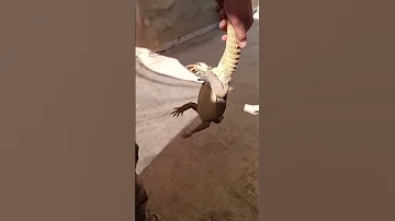 حرباية ضخمة صادوها بجانب المنزل 