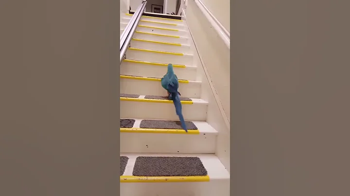 Skylar masters the stairs