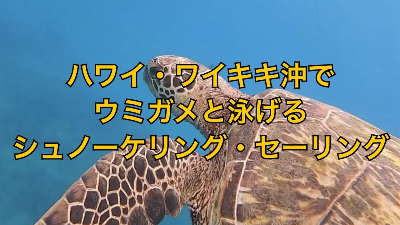 ハワイでウミガメと一緒にシュノーケリング セーリング ホロカイ カタマラン号 オアフ島 ホノルル ぴかろぐ ハワイでウミガメと一緒にシュノーケリング セーリング ホロカイ カタマラン号 オアフ島 ホノルル ぴかろぐ