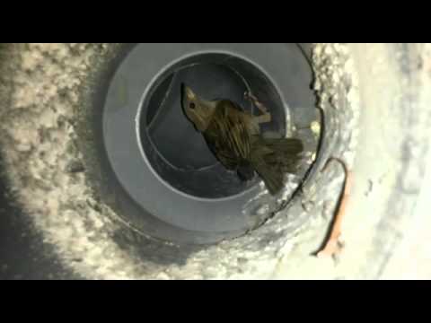 sparrow bird saved from bathroom vent behind fan youtube