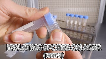 Isolating Spores on Agar (Part 3) | Storing Cultures in Slants | Mushroom Cultivation