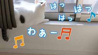 お喋り猫の歌声と笑い声で目覚める朝