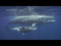 Unlocking building blocks of how sperm whales talk to each other