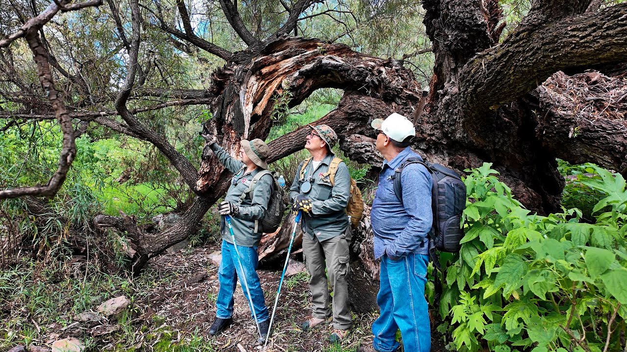 Probamos jícama silvestre y casi pisamos ARENAS MOVEDIZAS