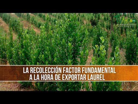 Video: Recolección de hojas de laurel - Cómo cosechar hojas de laurel del jardín