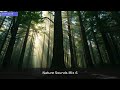 Tranquil Whispers Of Nature 1 Hour Forest Meditation Mix 
