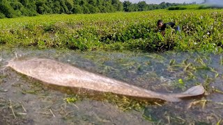 Best Hand Fishing  The Wise Boy Is Catching Big Catfish With His Hand From A Small River