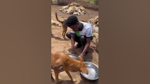 Help Us Feed Our Stray Dogs: Every Dollar Makes a Difference!| @Kj_dogs_rescue_service