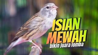 ISIAN MEWAH CENGKOK MERDU! MASTERAN KENARI ISIAN BLACKTHROAT GACOR DURASI PANJANG MUDAH MASUK
