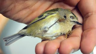 THE BIRD WAS DYING ON OUR BALCONY