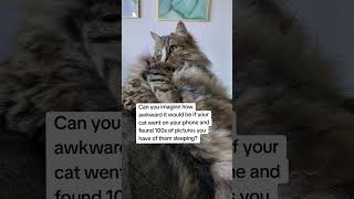 What Would Your Cat Think If They Saw Your Camera Roll? 😹 #kitten #prettyfunny #prettycat #cutecat