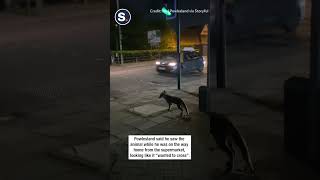 Street-Smart Fox Waits for Green Light at Crosswalk