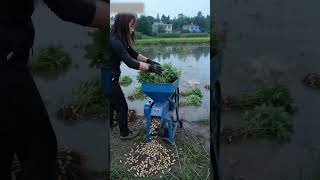 chine Makes Peanut Harvesting So Satanut Shelling &amp; Threshing Machine In Action |azing Mini Peanut .