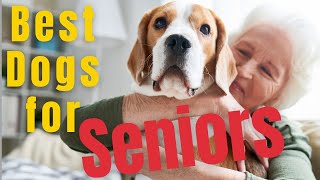 Top 5 Best Dog Breeds for SENIORS by Top 5 Animal Wonders 551 views 4 months ago 6 minutes, 42 seconds