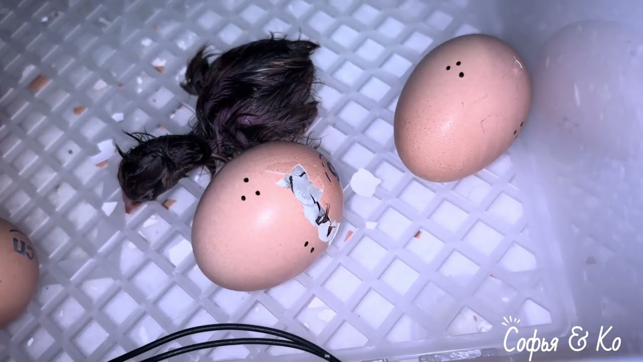 Серия 21. Инкубация часть 2. Вылуп цыплят Барневельдер и мехеленская кукушка. Помощь при вылуплении.