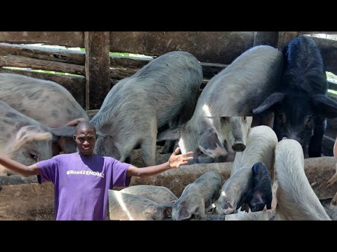 PIG 🐖 FARMING