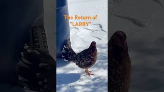 De terugkeer van “LARRY”, #grappig #humor #shorts #kort #shortsviral #kortevideo #muziek #liedje