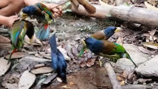 Tua Noog Haus Dej Da Dej Tua Li Tua 202143