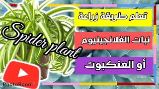 نبات العنكبوت او الفلانجينيوم | Spider plant