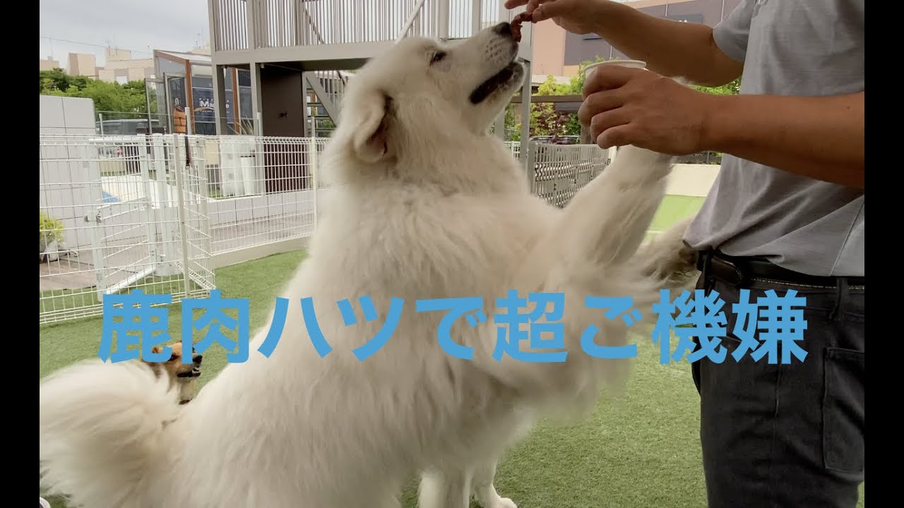 超ご機嫌なグレートピレニーズ　鹿肉