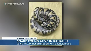28-inch ball python captured on Oahu, surrendered to zoo