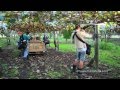 キウィ フルーツ収穫 Te-Puke kiwi picking Pugola Bag