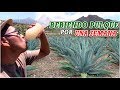 TOMANDO PULQUE POR UNA SEMANA | Anarquia1812