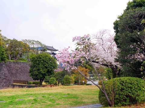 皇居乾通り＆その他<BR>2019年4月2日（平成31年）