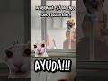 Bien random JAJAJA 🤣 #viral #random #risas #comedia #hermanos #contenido #humor #meme #suscribete