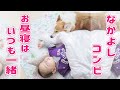 【仲良し最強コンビ】子供と犬の昼寝にほっこり【コーギー】