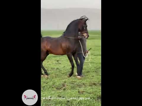 منوچهر رستمی پرورش و فروش اسب کرد سایت باشگاه من
