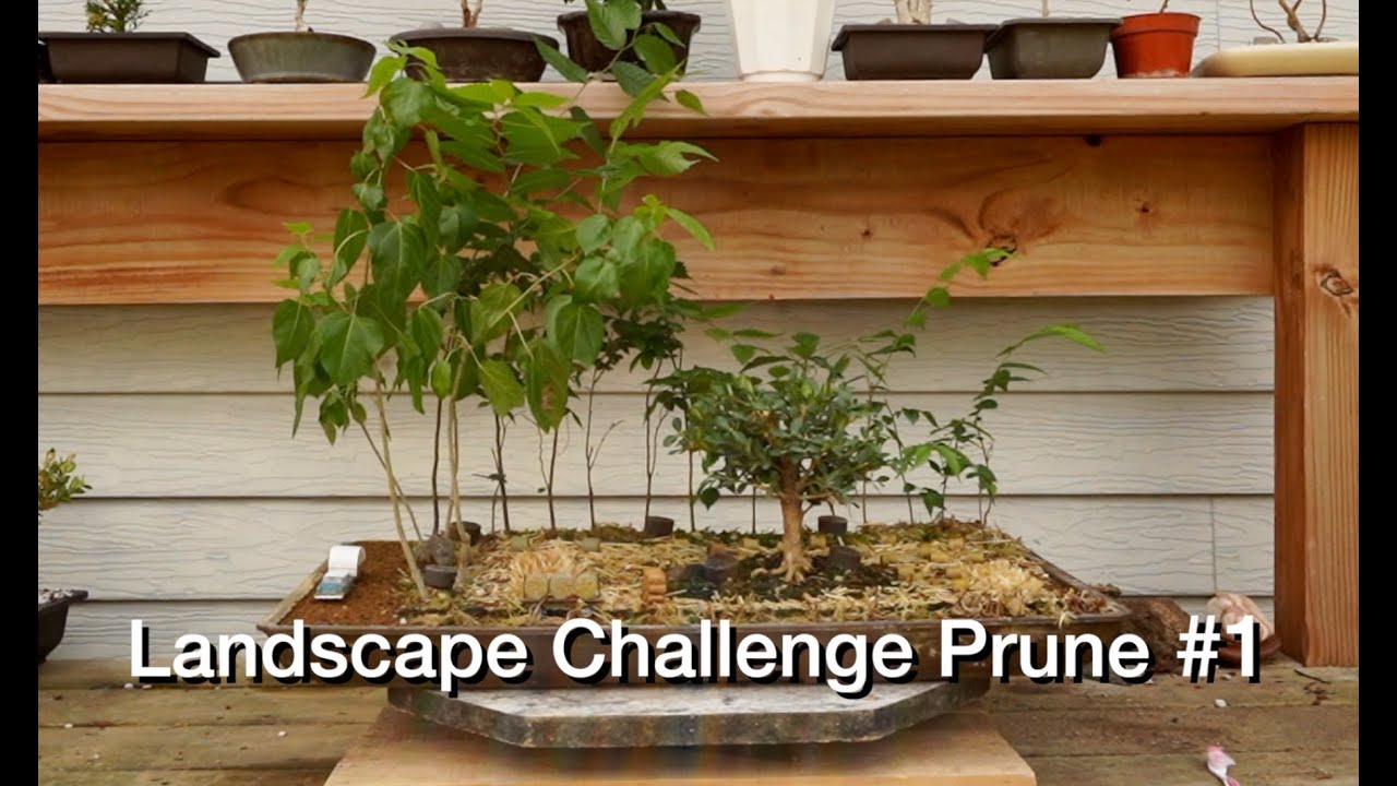 Landscape Challenge 1st Prune:  Dave's Bonsai E318