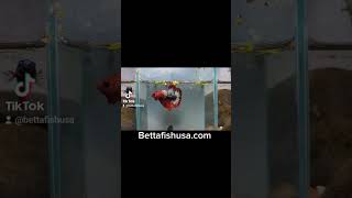 Beautiful Betta Fancy Copper Colors At Bettafishusa