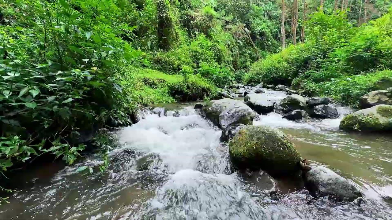 Let stress fade with gentle flowing river stream under forest daylight for calm deep sleep