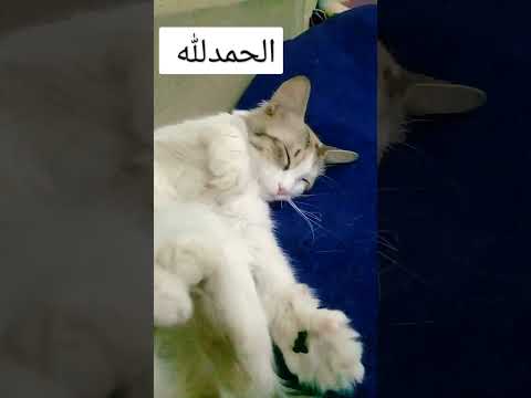 ها قد مضى في سلام 