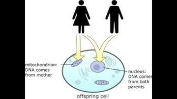 Maternal Inheritance