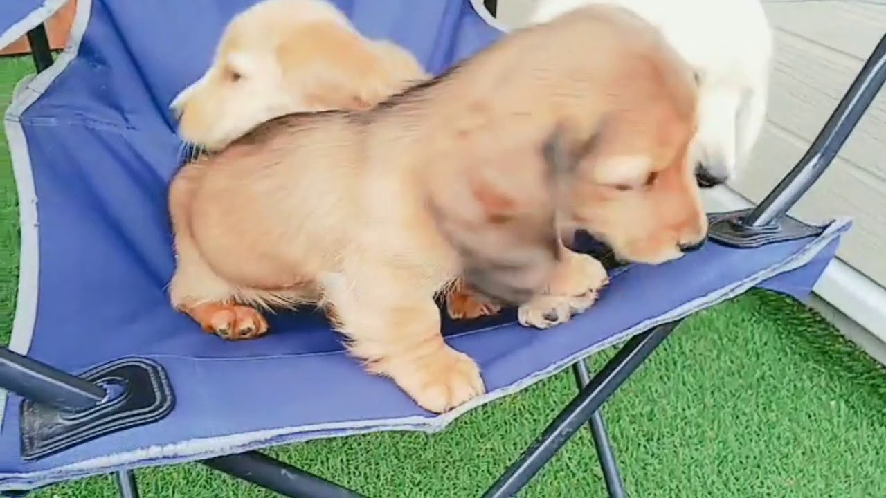 子犬 凄い短い動画です笑パート2 YouTube