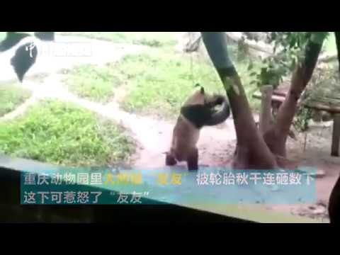 大熊猫被“欺负”啦 看“国宝”的反击！ A panda fights back as a tire hits him in
