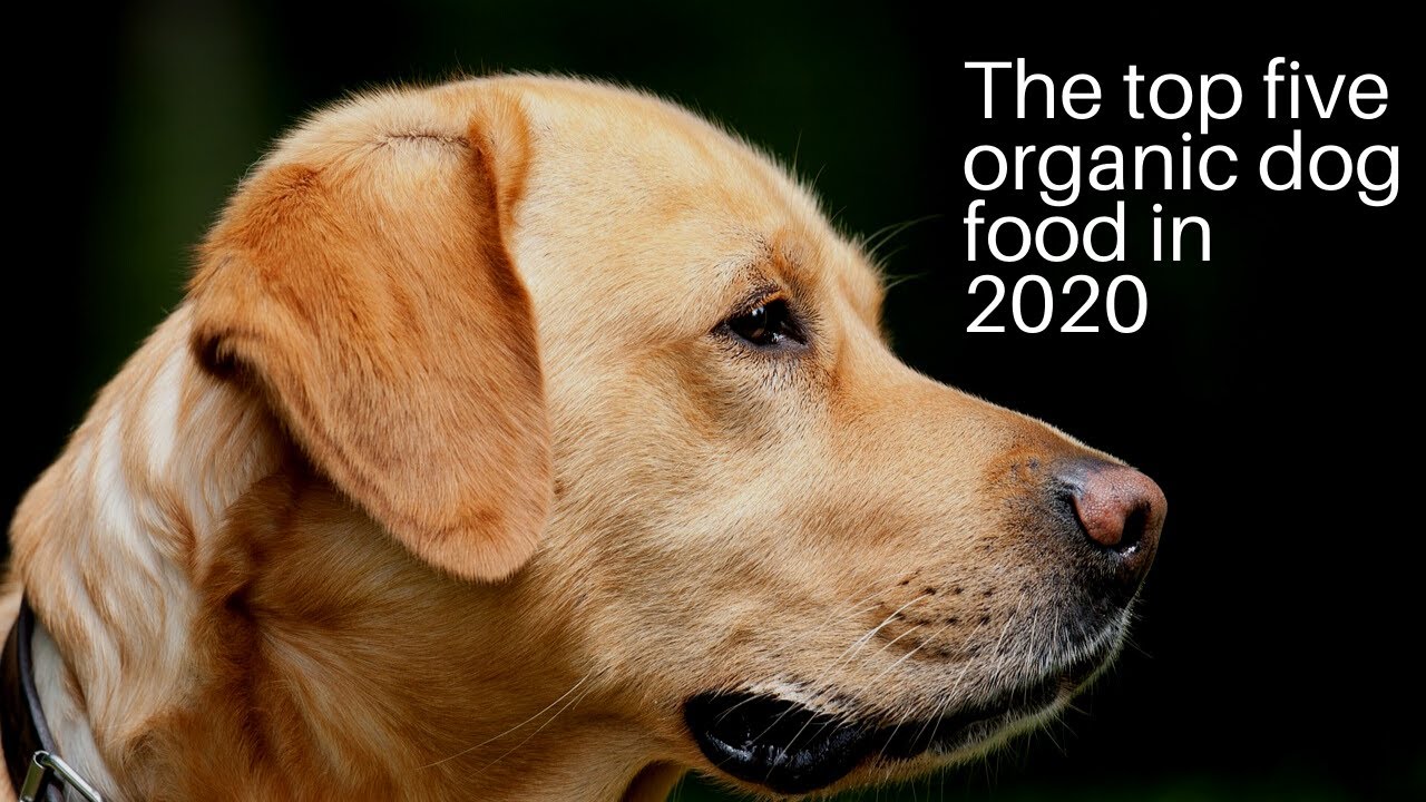 top organic dog food best organic dog foods organic dog foods 2020