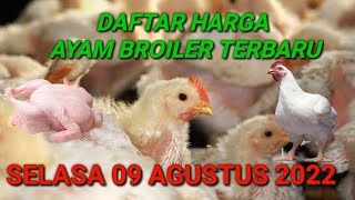 Harga Ayam Broiler Selasa 16 Agustus 2022. 