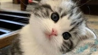 Cat in blender real story real footage real cat in blendee by a man in china Japan for views