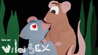 Sealing Off Genitals: The Bizarre Story of Rat Sex