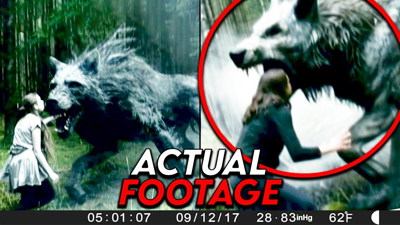 Heart-Pounding Camping Moments Disturbing Forest Rangers - YouTube