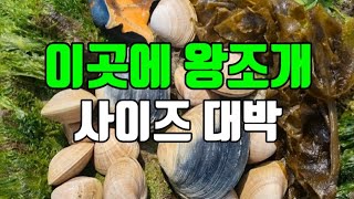 기가막힌 왕 조개 봄 해루질 개조개 명주조개 미역 줍줍 + 먹방