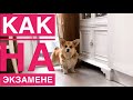 Открыли сезон купания 🌟Домашний лимонад😋 семейный влог💕