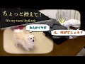 【犬の気持ち】僕!僕も!とちゃんと主張します