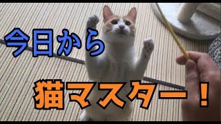 【君も今日から猫使い！】必見！猫のじゃらし方講座！！！！